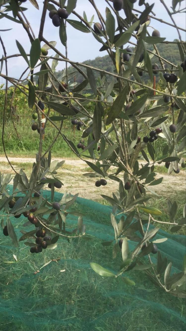 Salara Farmhouse كوبر المظهر الخارجي الصورة