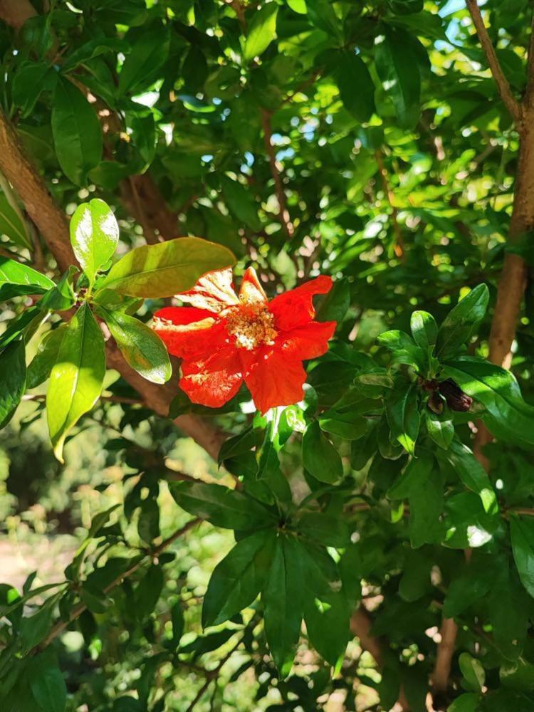 Salara Farmhouse كوبر المظهر الخارجي الصورة
